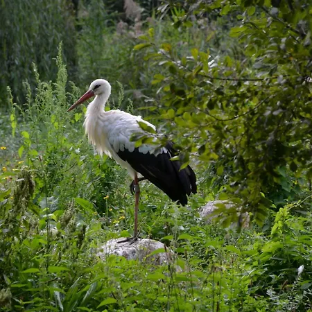 Traditionnel Au Centre Historique D'éguisheim Eguisheim